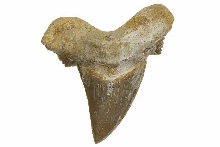 Serrated Sokolovi (Auriculatus) Shark Tooth - Dakhla, Morocco #321871